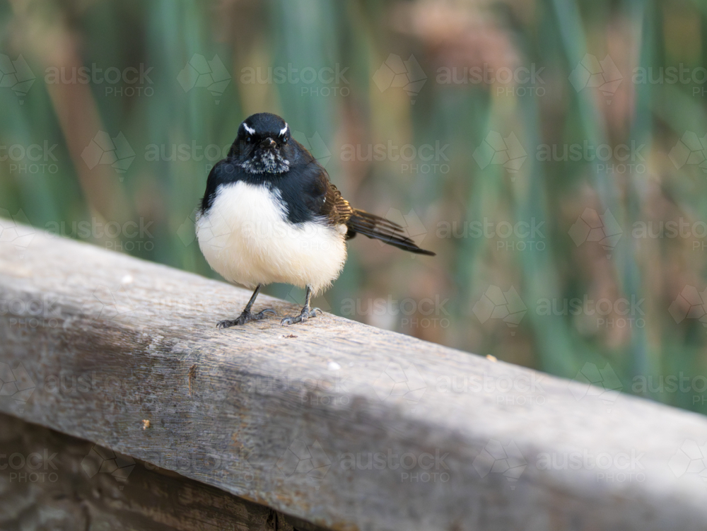 A Willie Wagtail perched on a wooden railing - Australian Stock Image