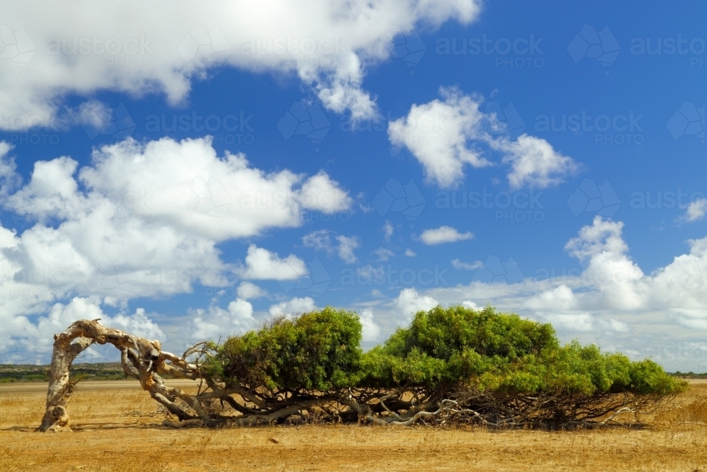A windblown leaning tree - Australian Stock Image