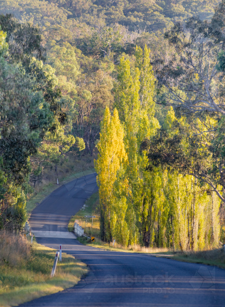 A winding country road with golden autumn poplar trees - Australian Stock Image