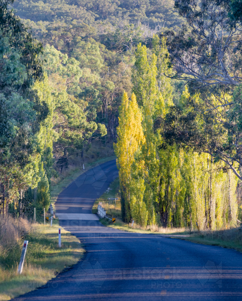 A winding country road with golden autumn poplar trees - Australian Stock Image
