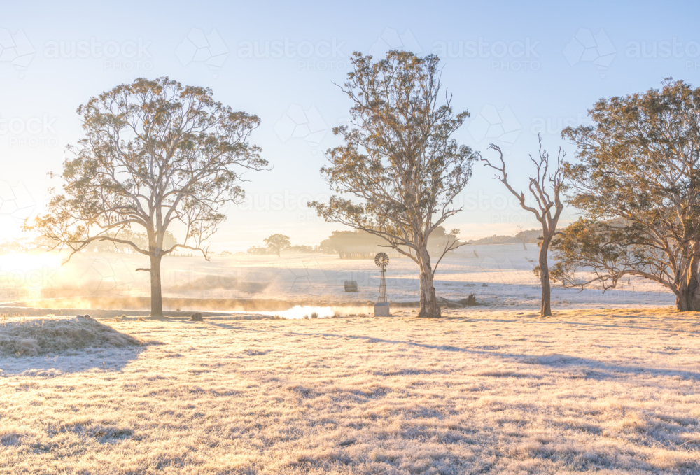 A winter's morning with golden light, a frosty field, a small windmill and a large gum tree - Australian Stock Image