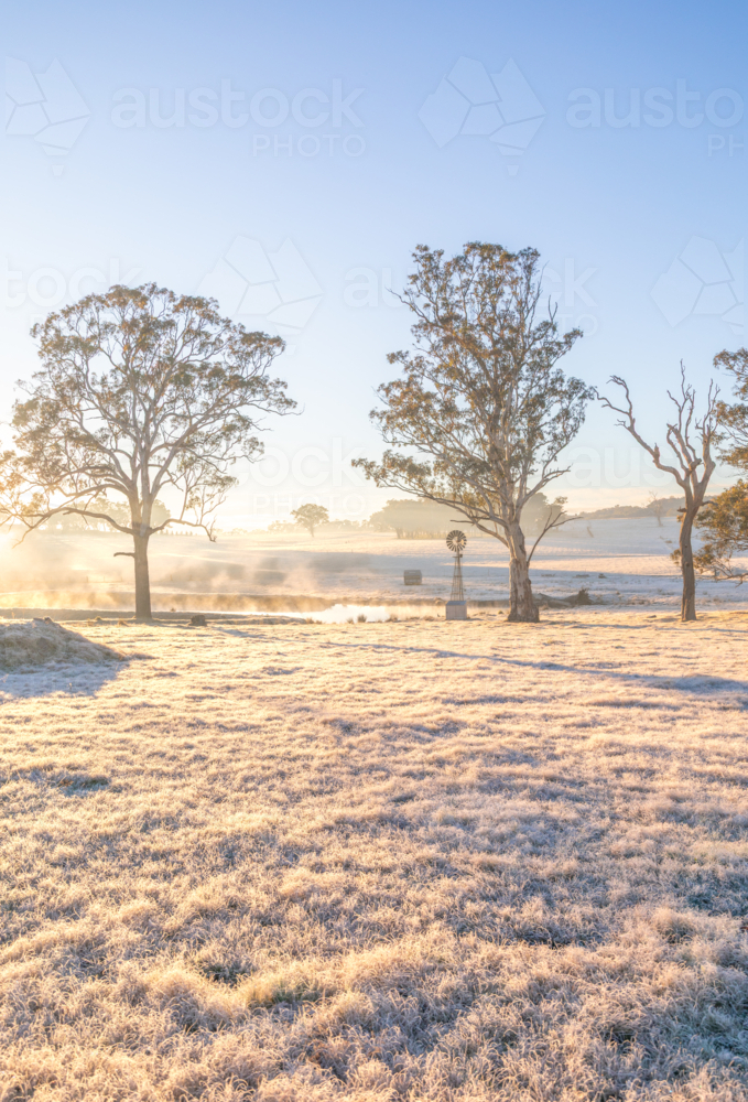 A winter's morning with golden light, a frosty field, a small windmill and a large gum tree - Australian Stock Image