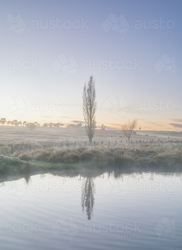 A winter scene with a dam and a bare poplar - Australian Stock Image