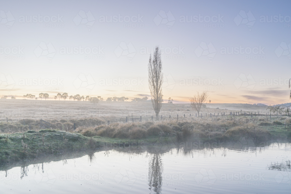 A winter scene with a dam and a bare poplar - Australian Stock Image
