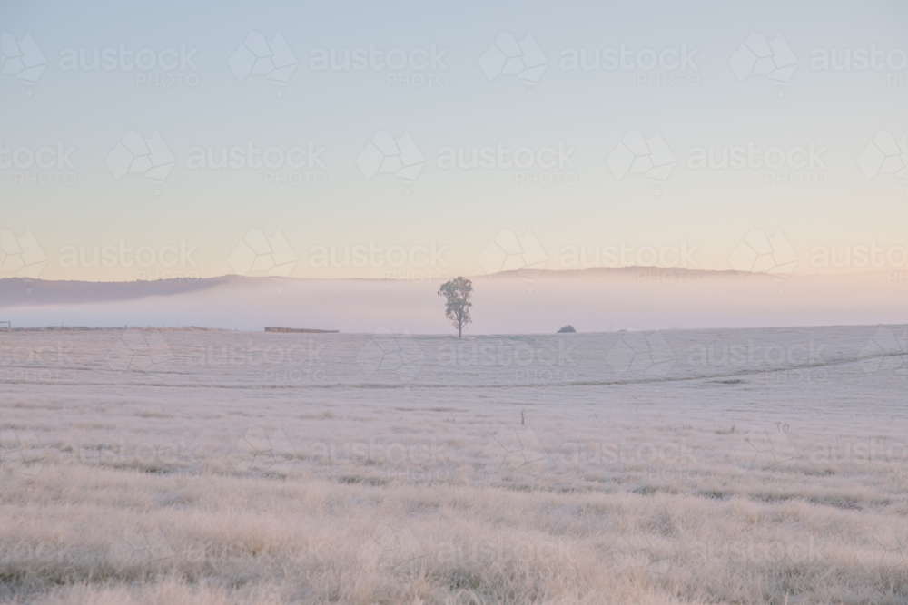 A winter scene with soft dawn skies and frozen icy fields - Australian Stock Image
