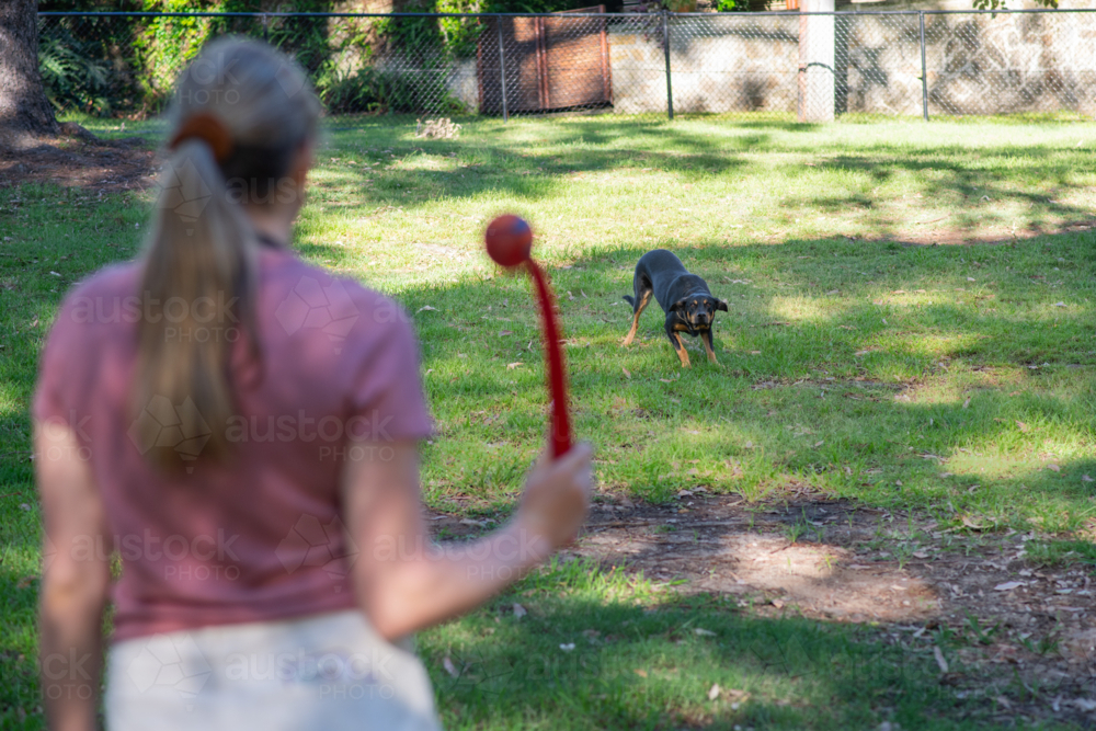 A woman engages in a fun game of fetch with her dog in a sunlit park, holding a red toy - Australian Stock Image