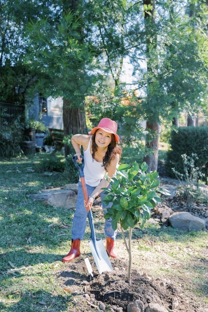 A woman planting a little lemon tree in her backyard - Australian Stock Image