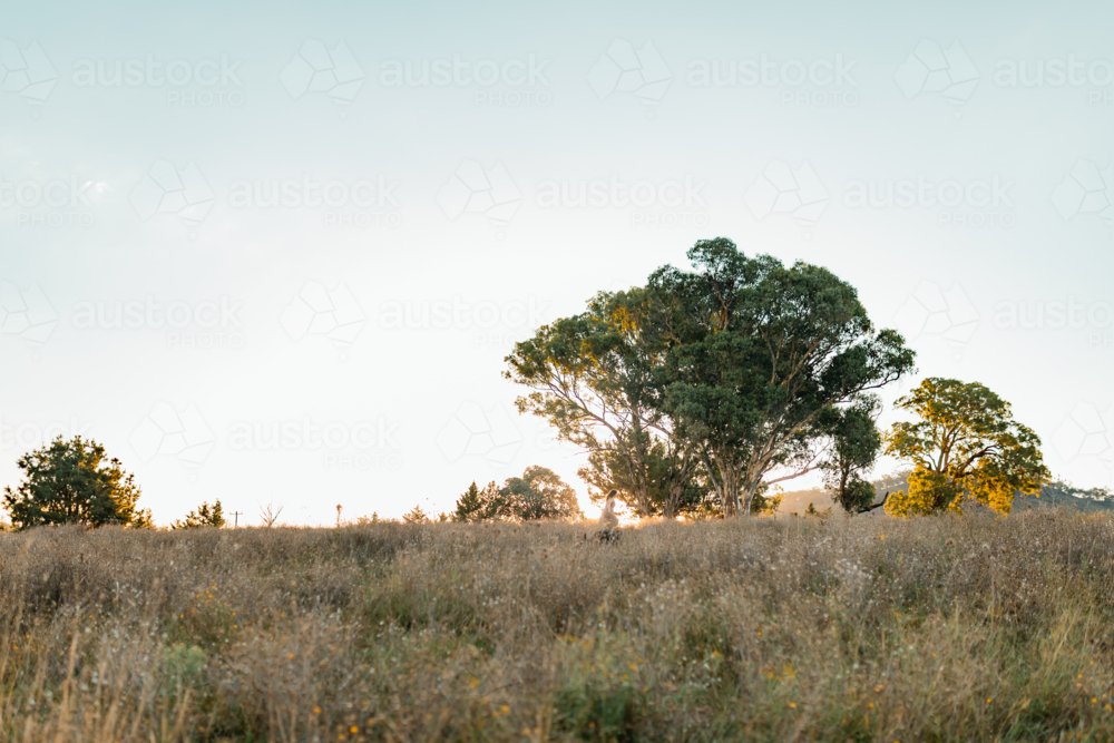 A woman running freely through a golden field with her dog at sunset, framed by trees - Australian Stock Image