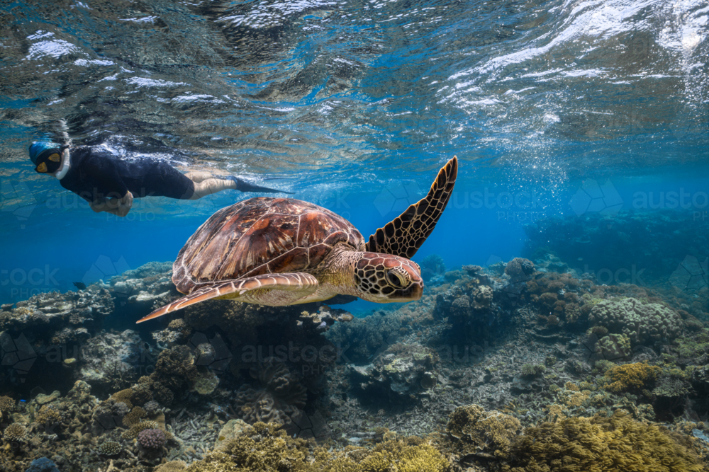 A woman snorkelling on the Great Barrier Reef swimming next to a turtle - Australian Stock Image