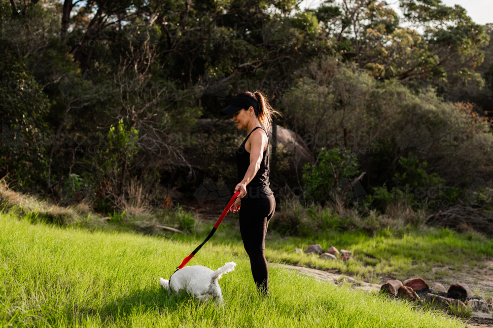 A woman walks her small dog on a leash through vibrant green grass in nature. - Australian Stock Image