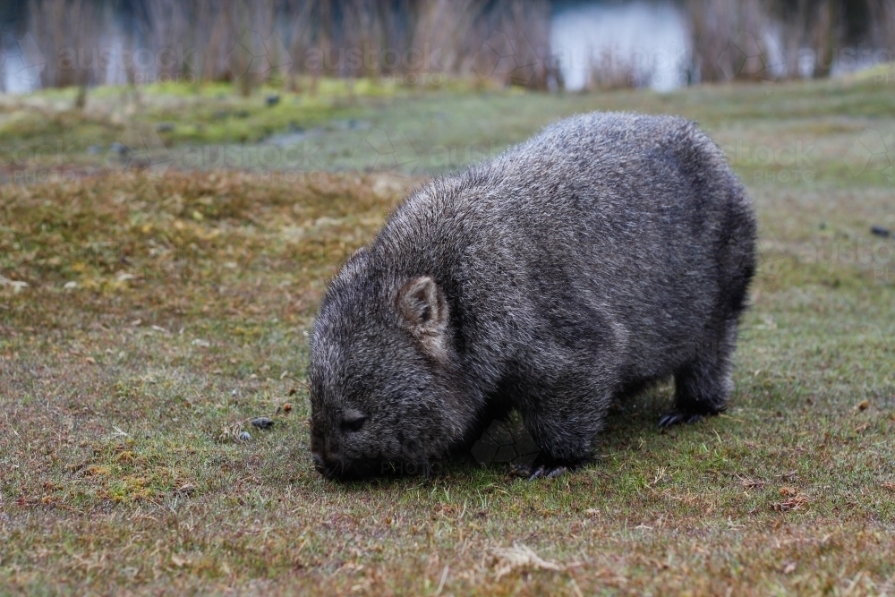 A wombat eats grass at the cradle mountain national park - Australian Stock Image