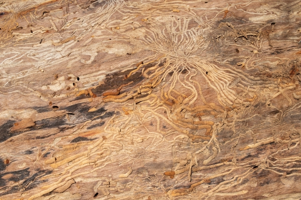 A wooden surface with patterns caused by wood-boring insects. - Australian Stock Image