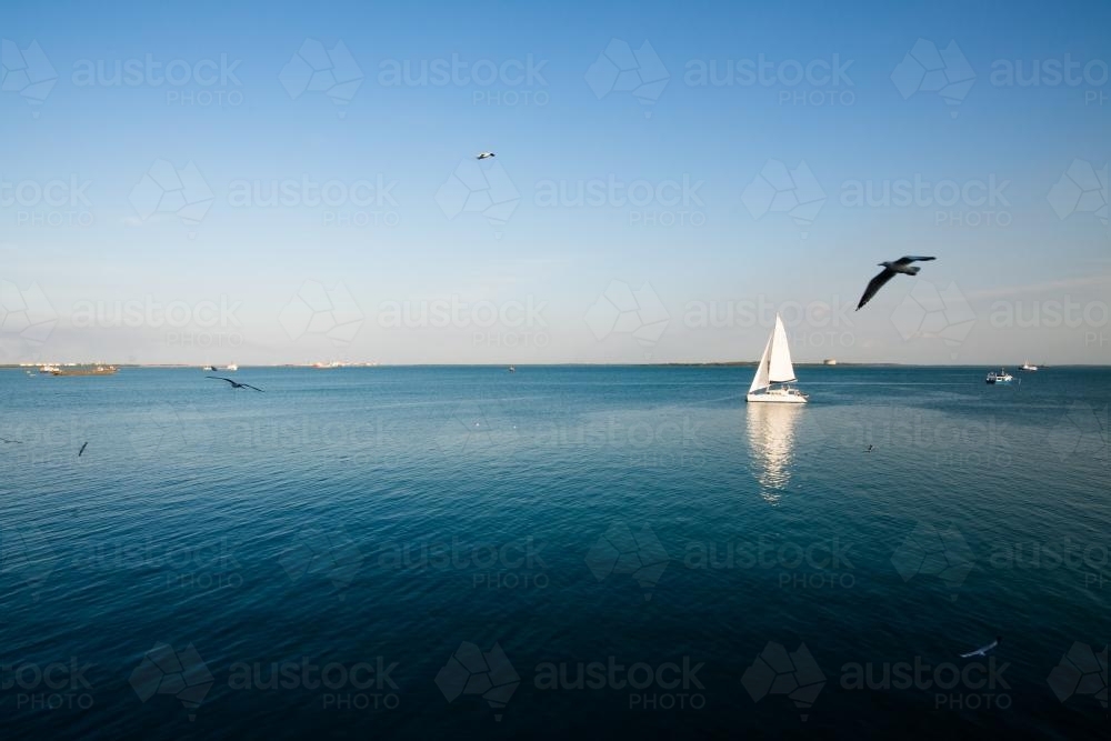 A yacht sailing on calm blue sea with birds flying 2 - Australian Stock Image