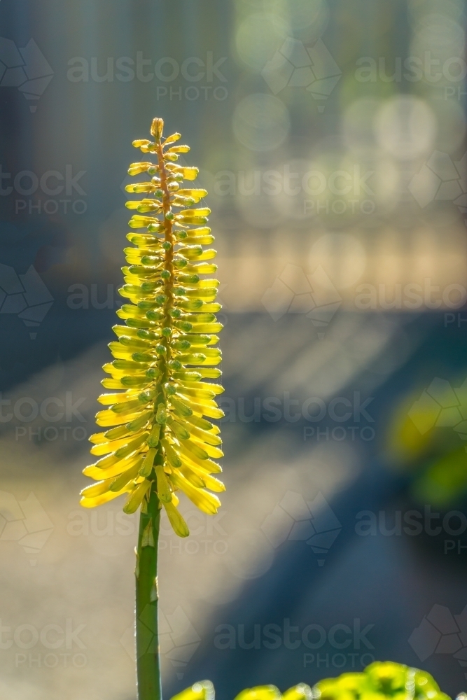 A yellow bloom of a red hot poker plant - Australian Stock Image