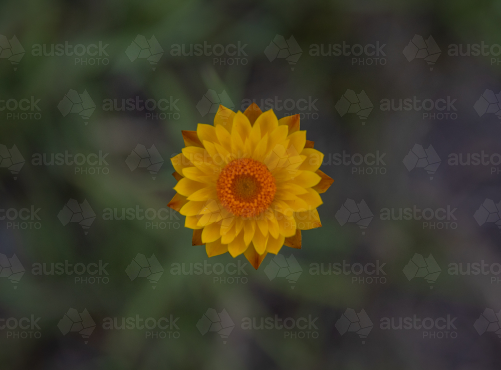 A yellow paper daisy with a blurred green background - Australian Stock Image