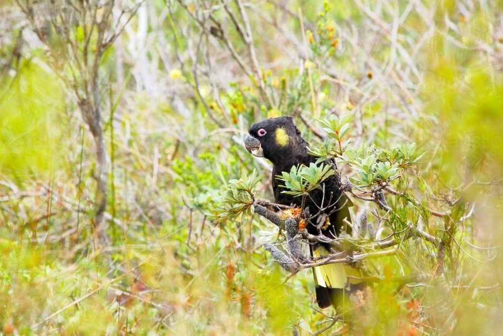 A Yellow-tailed Black-Cockatoo eating Banksia seeds - Australian Stock Image