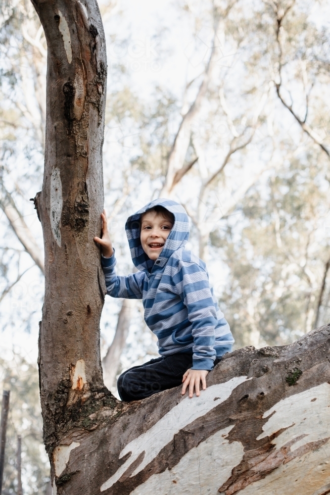 A young caucasian australian boy climbing a eucalyptus tree wearing a hoodie with room for copy - Australian Stock Image