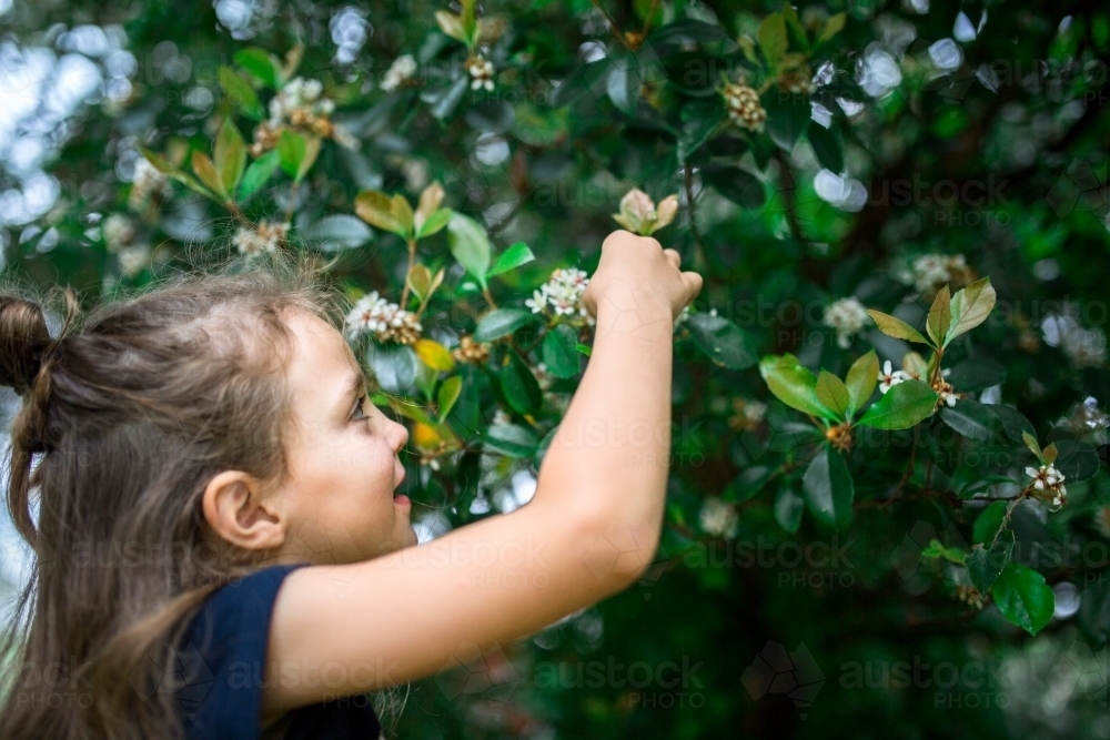 A young girl picking white flowers - Australian Stock Image