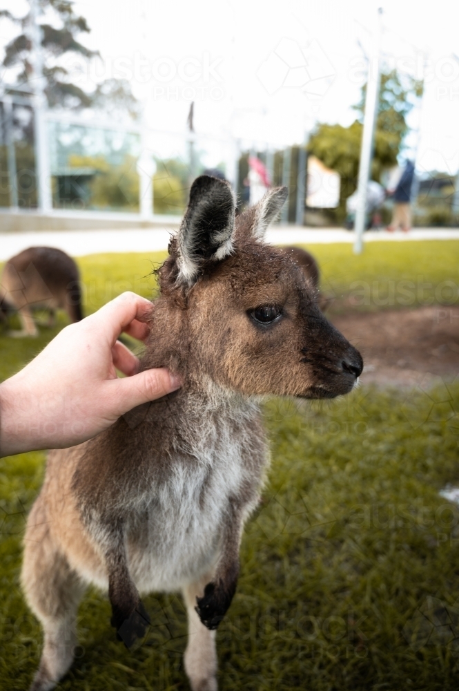 A young kangaroo being gently touched by a human hand on its head. - Australian Stock Image