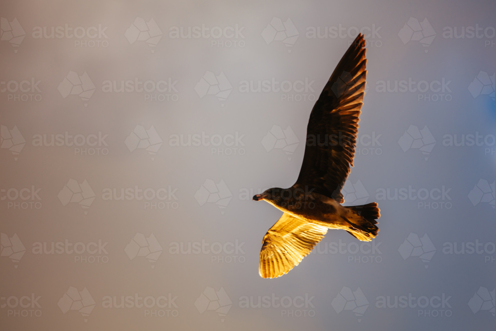 A young Pacific Gull in Sorrento, Victotria, Australia - Australian Stock Image