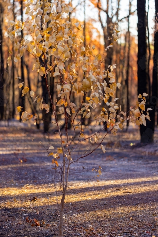 A young tree with dead brown leaves standing in a forest after bushfire - Australian Stock Image