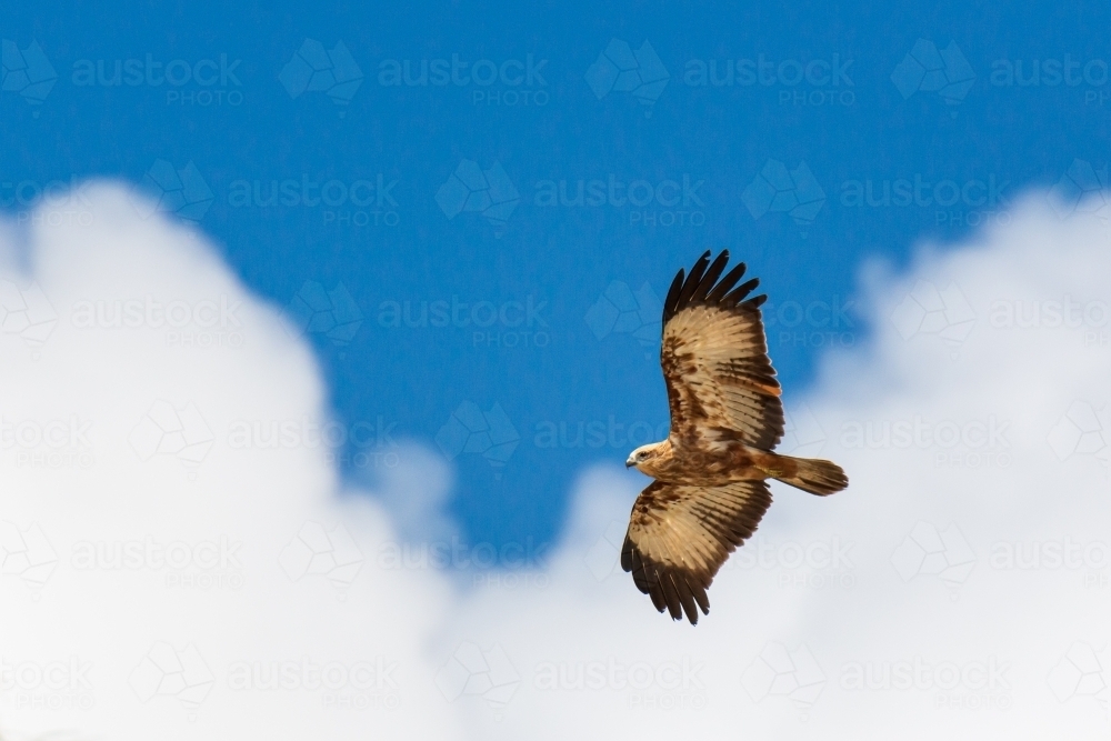 A young White-bellied Sea-eagle soaring above with blue sky and clouds behind - Australian Stock Image