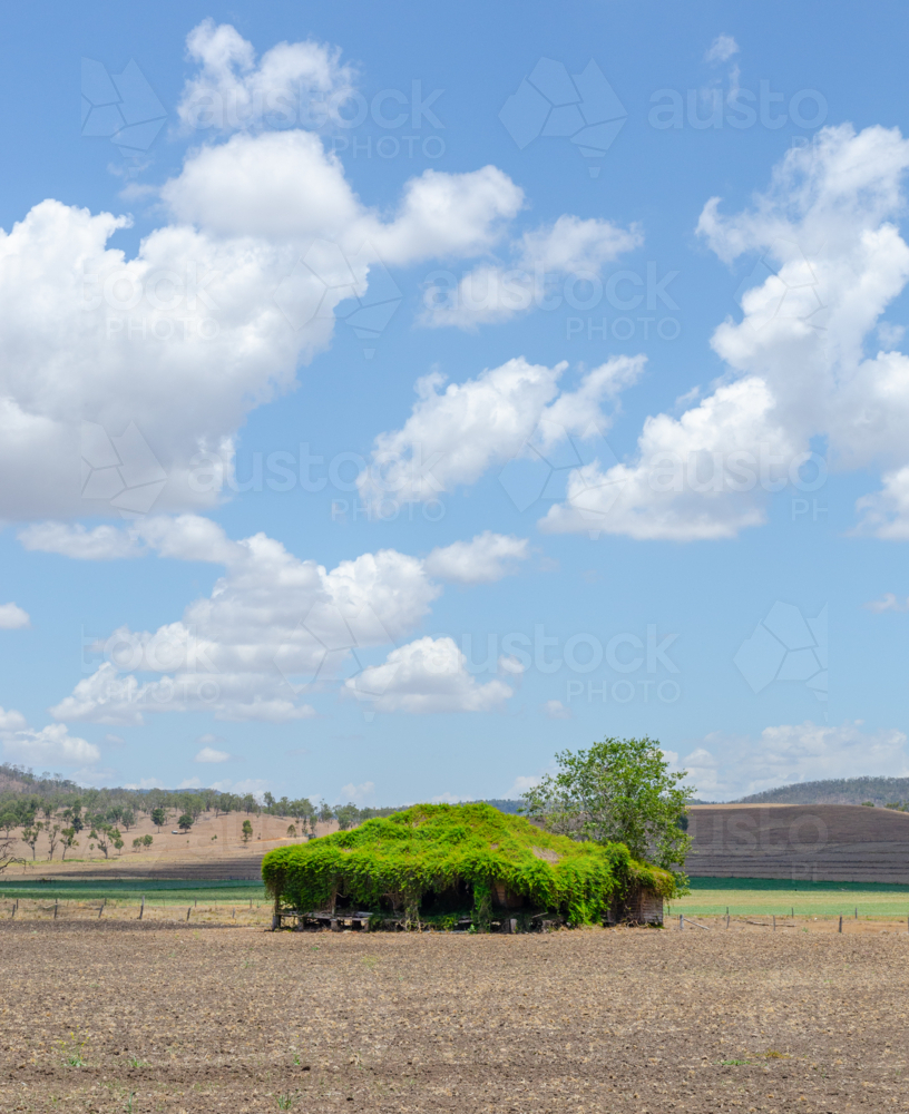 abandoned farmhouse overgrown with foliage in australian countryside - Australian Stock Image