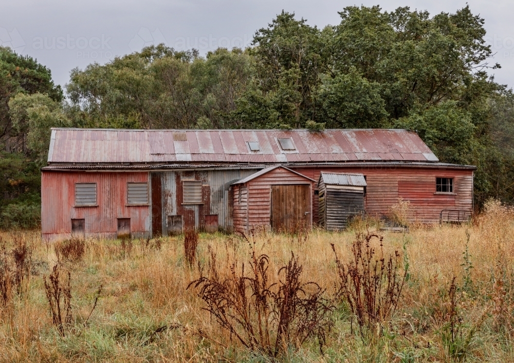 Abandoned old red sheep-shearing shed in paddock with tall trees in background - Australian Stock Image