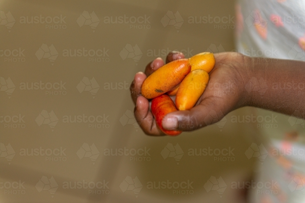 Aboriginal child hand holding Fingersop fruit - Australian Stock Image