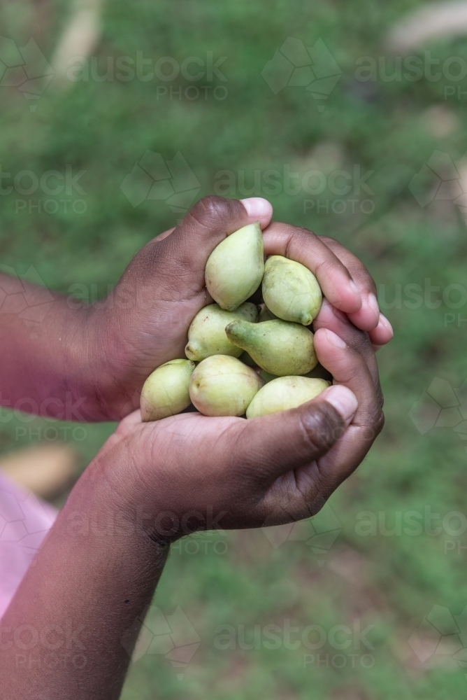 Aboriginal child holding Kakadu Plums - Australian Stock Image