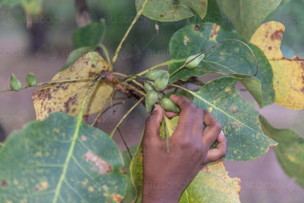 Aboriginal childs hand picking Kakadu Plums - Australian Stock Image