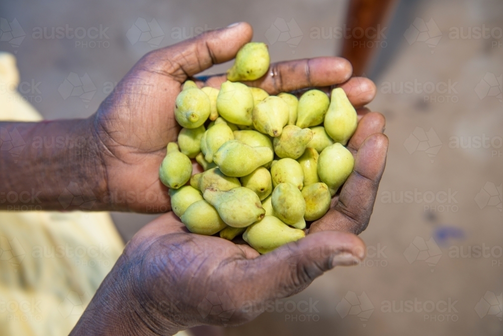 Aboriginal hand holding Kakadu Plums - Australian Stock Image