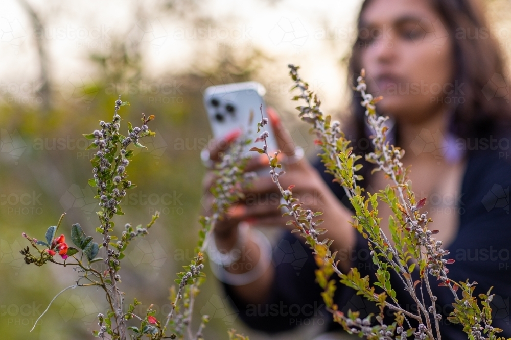 aboriginal woman using smartphone to photograph wildflowers in the bush - Australian Stock Image