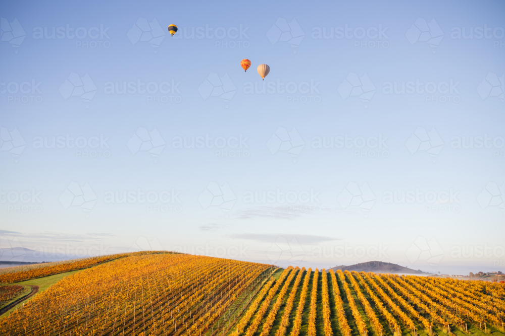 Above the Vines - Australian Stock Image