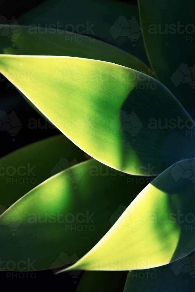 Abstract green agave leaf background - Australian Stock Image