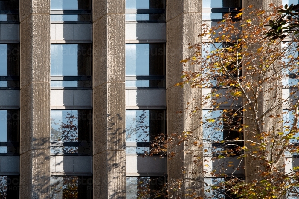 Abstract of building and windows with a tree in the sunshine - Australian Stock Image