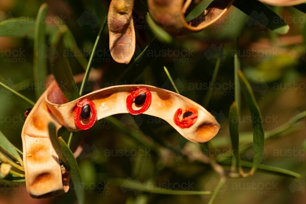 Acacia Cyclops red eyed wattle seed pods - Australian Stock Image