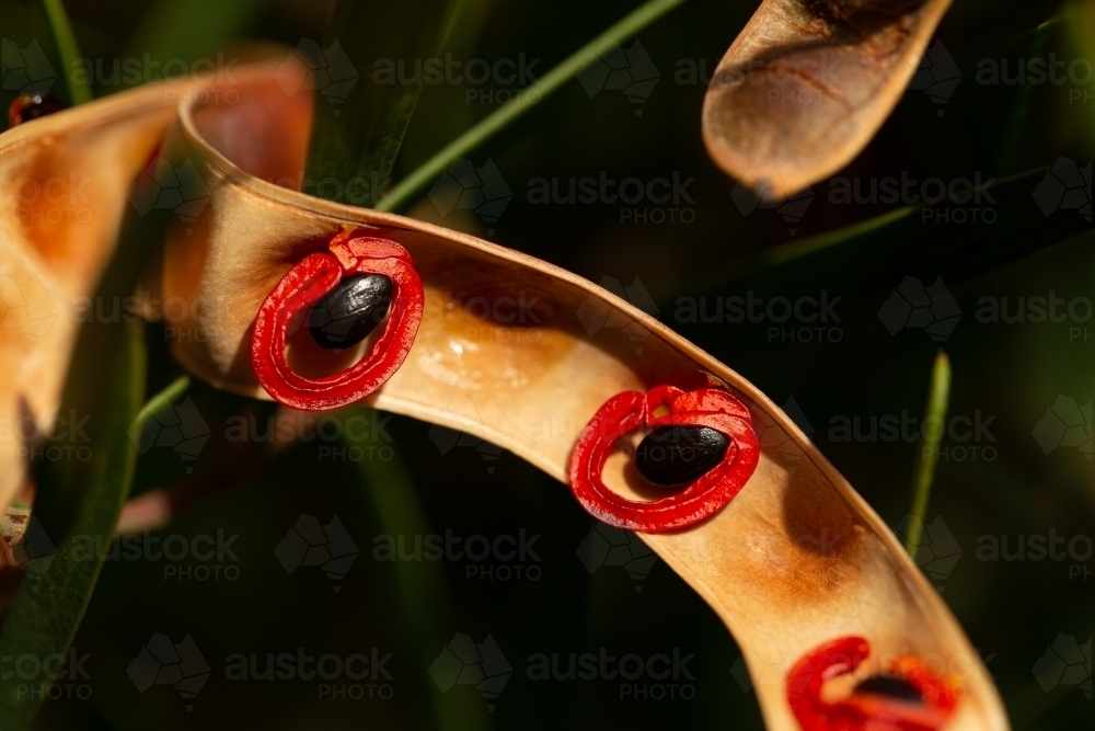 Acacia Cyclops red eyed wattle seed pods - Australian Stock Image