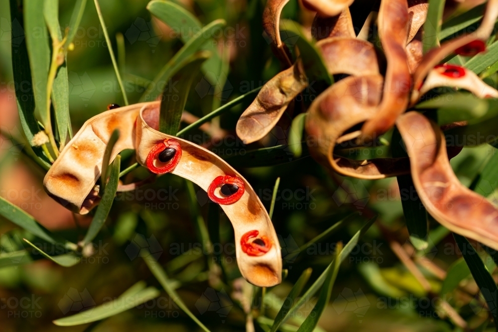 Acacia Cyclops red eyed wattle seed pods - Australian Stock Image