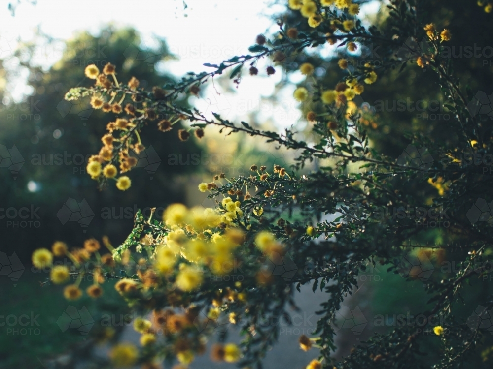 Acacia Pulchella flowers - Australian Stock Image