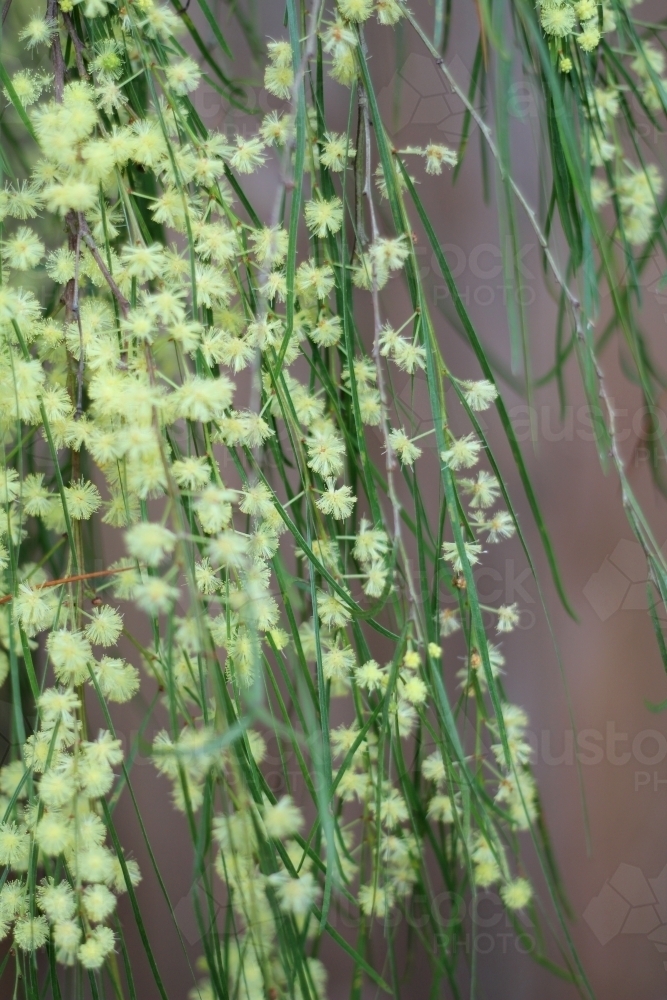 Acacia species in flower - Australian Stock Image