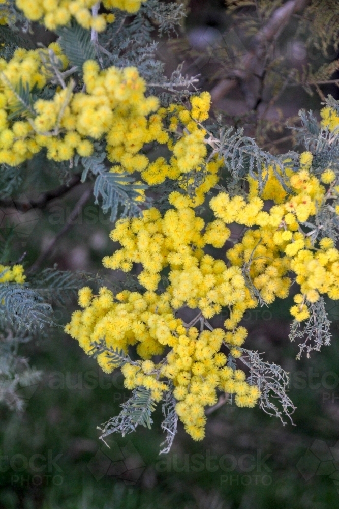 Acacia tree in flower - Australian Stock Image