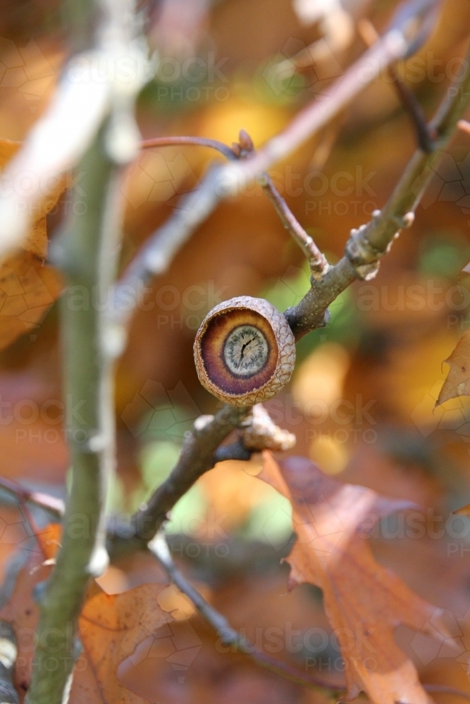 Acorn cup left on oak tree branch - Australian Stock Image