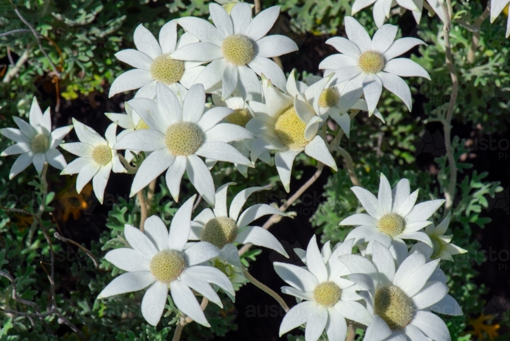 Actinotus helianthi flowers (Flannel Flower) - Australian Stock Image