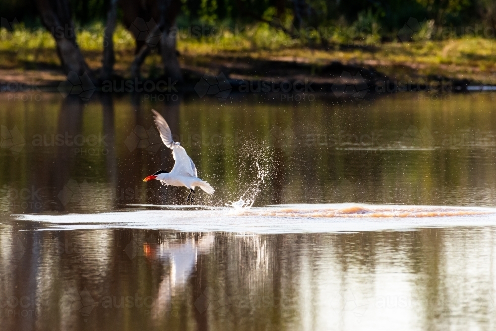 Action photo of a bird, Caspian Tern, lifting off from the water while fishing on an inland lagoon - Australian Stock Image