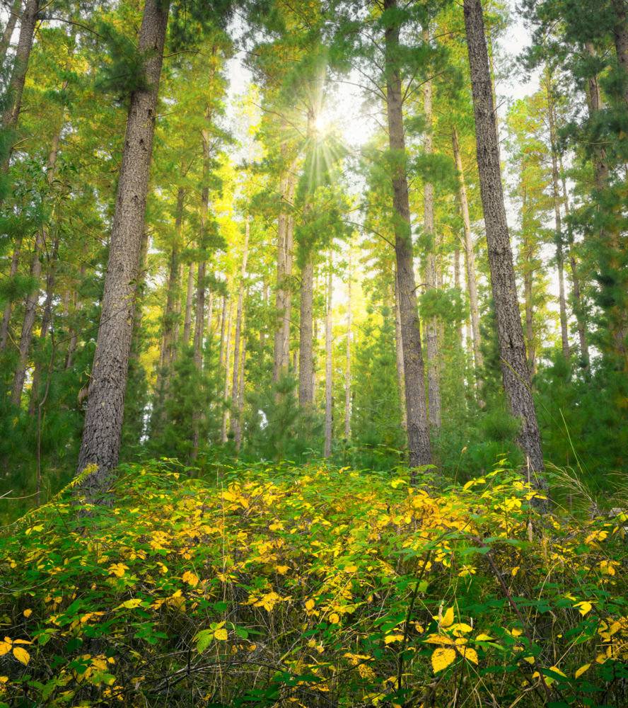 Adelaide Hills forest Landscape - Australian Stock Image