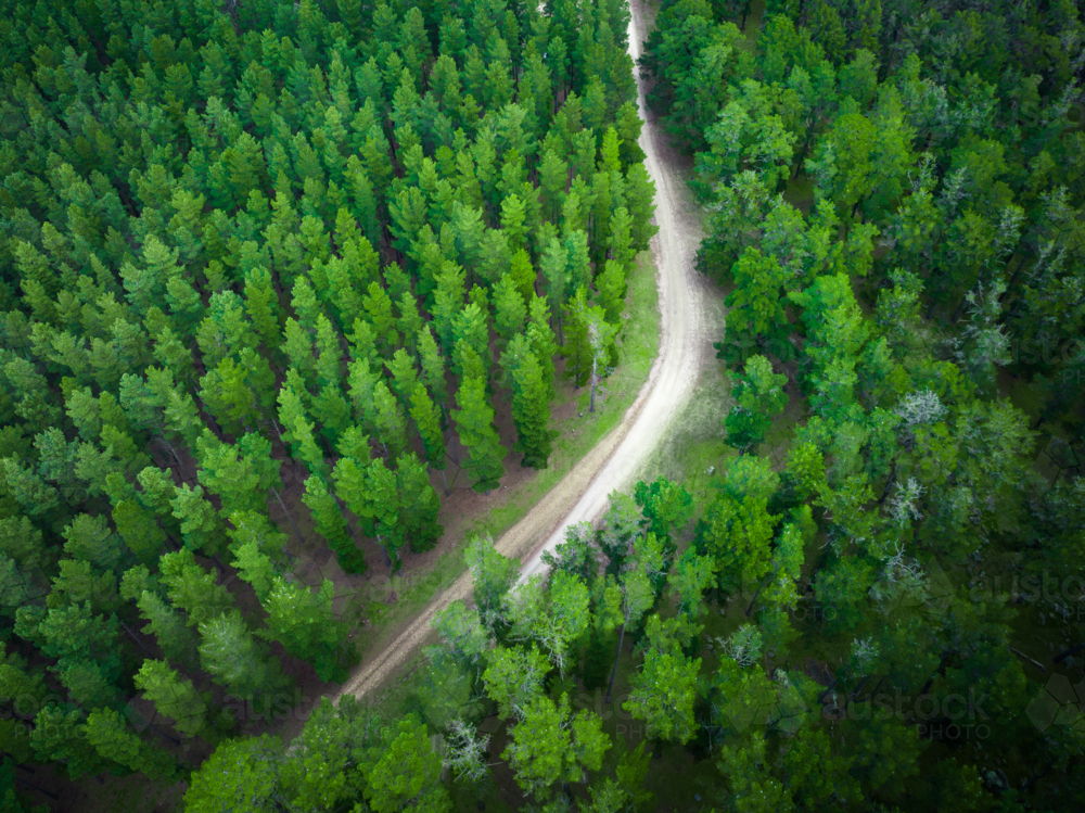 Adelaide Hills Landscape with dirt trail through trees - Australian Stock Image