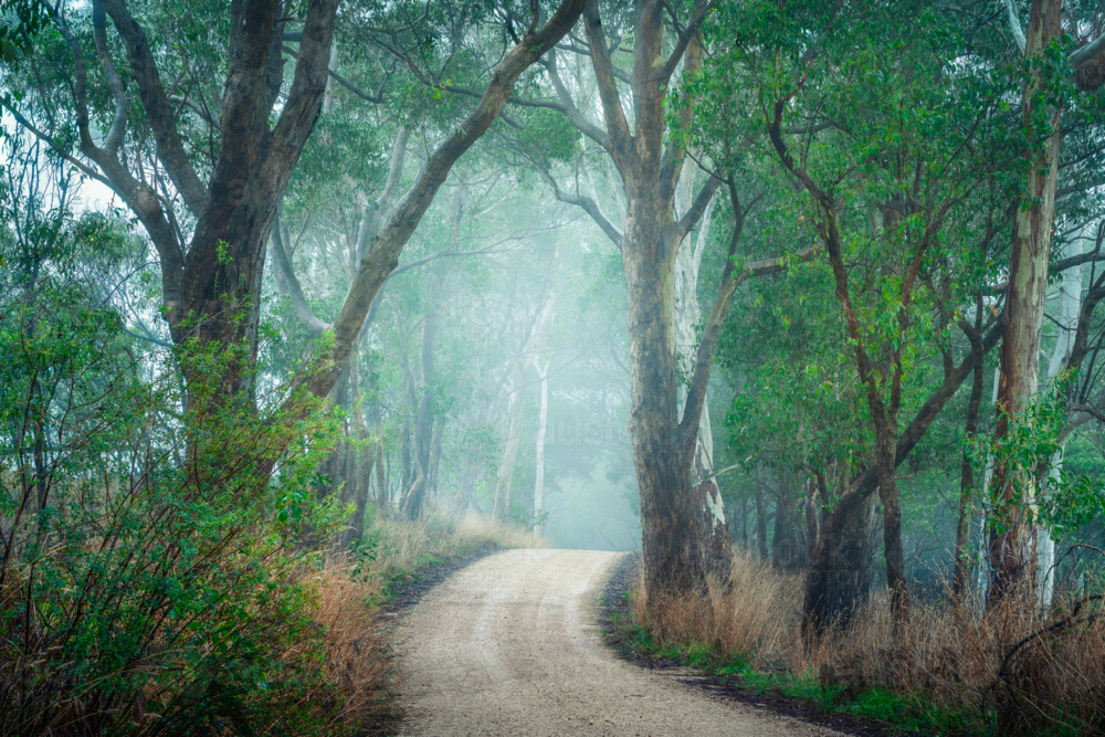 Adelaide Hills Landscape with gravel road through trees - Australian Stock Image