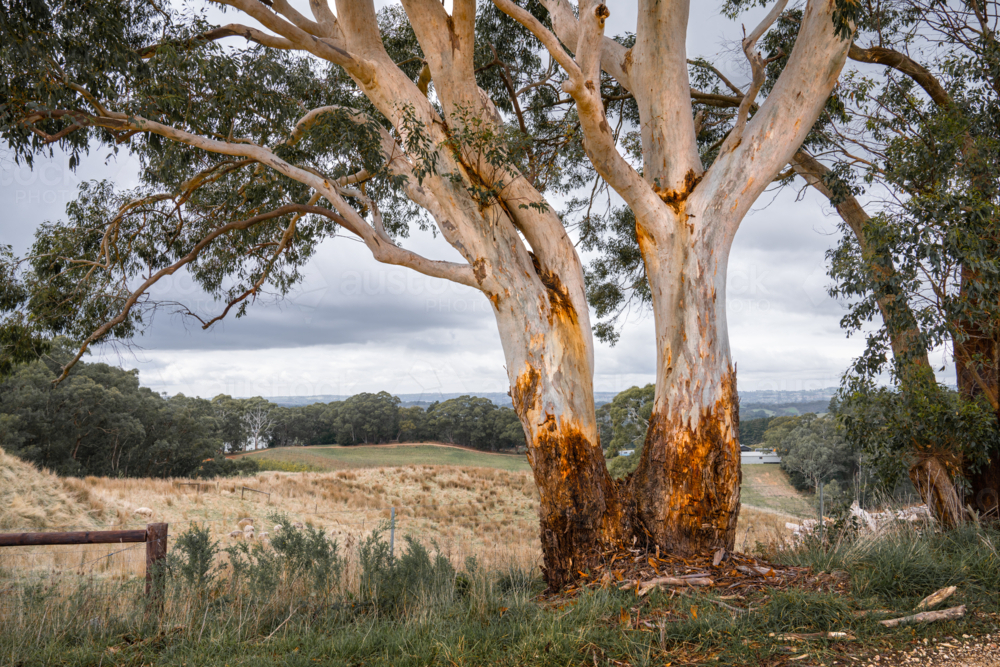 Adelaide Hills Landscape with gum tree - Australian Stock Image