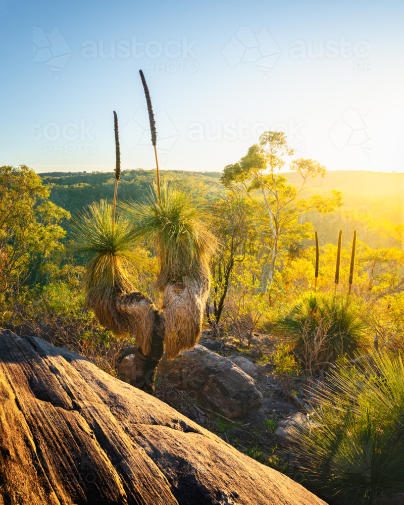 Adelaide Hills Landscape with xanthorrhoea tree - Australian Stock Image